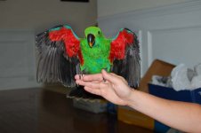 kiwi's wings.jpg