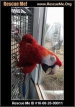 Macaw Rescue Me.jpg