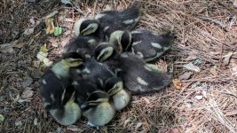 duckling pile.jpg