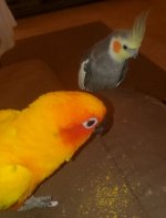 Rio and Kiwi trying to figure out HOW they made such a mess!.jpg