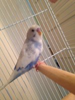 Budgie cere.jpg