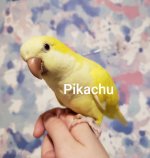 Pikachu2.jpg