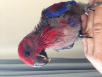 7643d1372228224-baby-eclectus-questions-sorry-photo.jpg