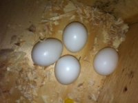 eggs1.aspx.jpg