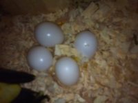 eggs3.aspx.jpg