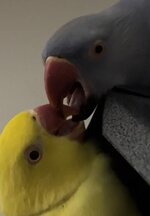 my birds rio kiss.jpg