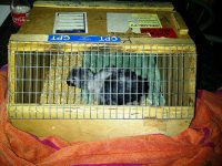 Birdie sleeping cage 7 Dec 2012.jpg