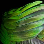 feathered_perspextive_by_xxetienettexx-d8px7hn.jpg