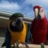 Parrots4life