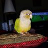 MydearConure