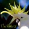 The Parrrot