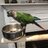 Tennessee conure