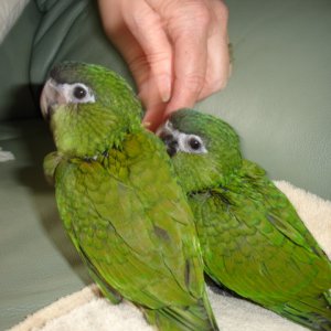 hahns macaws