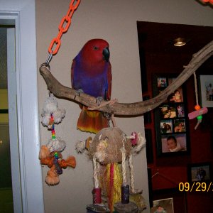 Daisy Vos Eclectus