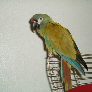 my cracker illigers macaw
