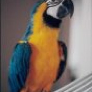Buster ~ Blue & Gold Macaw