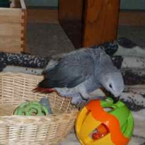 Baby Congo African Grey Playing