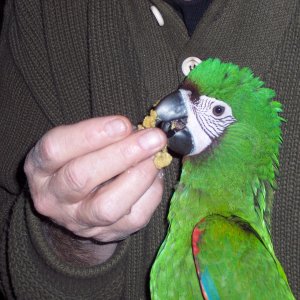 Zazu - Severe Macaw
