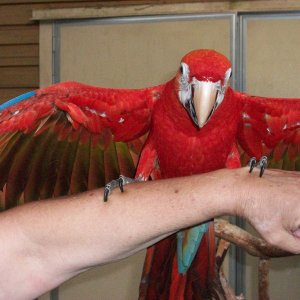 Scarlet & Blue-throated Macaws