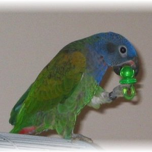 Dora the Blueheaded Pionus