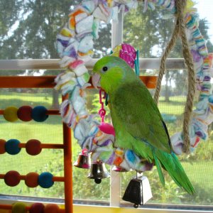 Beemer The Parrotlet