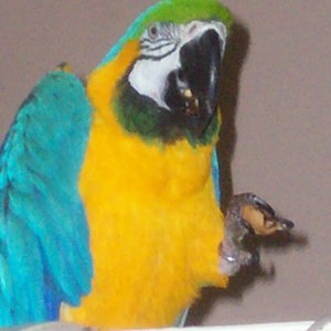 Holly, B&g Macaw