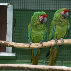 Talking Pair Of Hyacinth Macaw Parrot Birds For Adoption