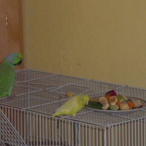 My 2 Parrots
