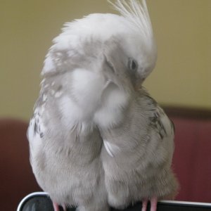 Cockatiel Mutation