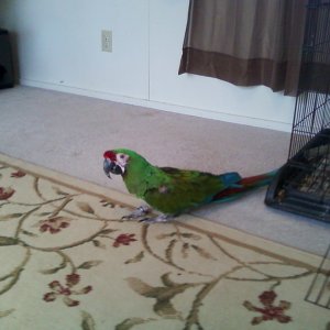 Our Military Macaw Maximillion(max)