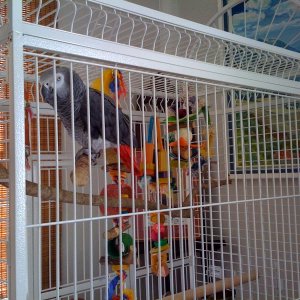 Gertjie's New Cage!