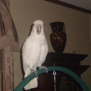 Gandolf The Goffin Cockatoo