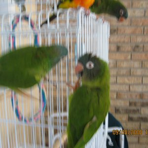 Some Of My Conures!