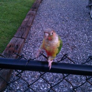 Turbo, Pineapple Green Cheek Conure