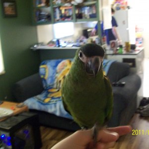 My Hahns Macaw