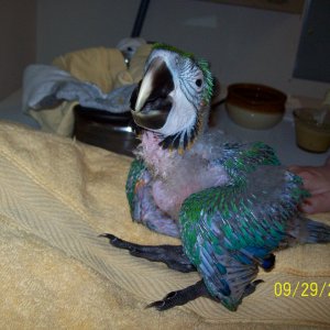 Jake Our Catablue Macaw