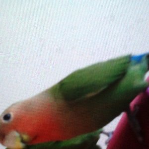 Lovebird