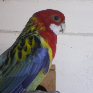 Rosella