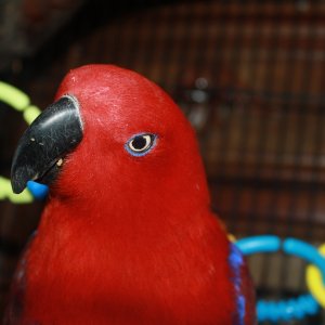 Eclectus!