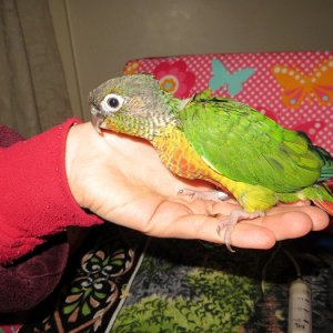 Green Cheek Conure