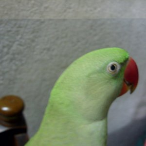 My Bird