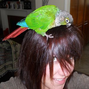 Boris The Conure's Favorite Place In The Whole World...:)