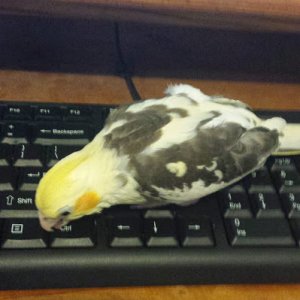 Kalypso Playing On The Keyboard