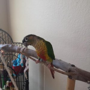 Our New Conure