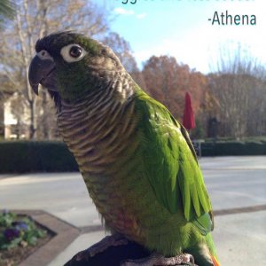 Athena The Bossy Green Cheek