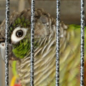 Green Cheek Conure - Burgundy (cheepy)