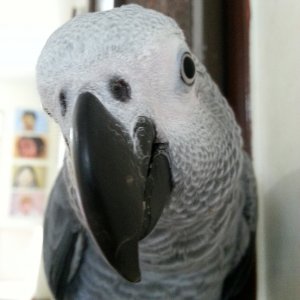 Oscar,my Parrot