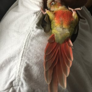 Mango Loves To Lay On His Back!