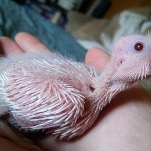 Albino Cockatiel Baby Girl <3
