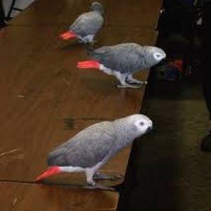 Africa Grey Parrot